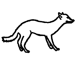 日本狼の剥製の模写